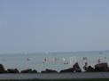 Balaton