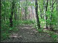 8 korcové dubové lesy