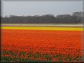 Pohled na lány tulipánů
