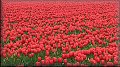 Historie tulipánů v Tulpenlandii